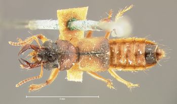 Media type: image;   Entomology 6521 Aspect: habitus dorsal view